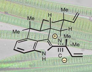 ambiguine-H-algae-300