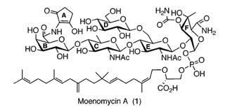 moenomycin