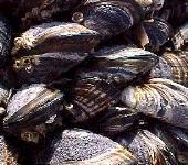 Mussels-170