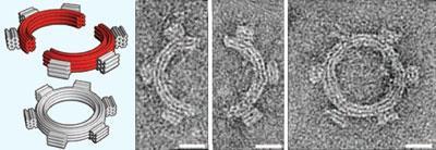 folding-DNA-400