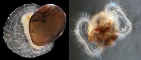 Limpet and larva