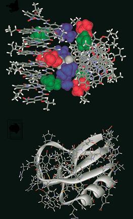 foldamer-250