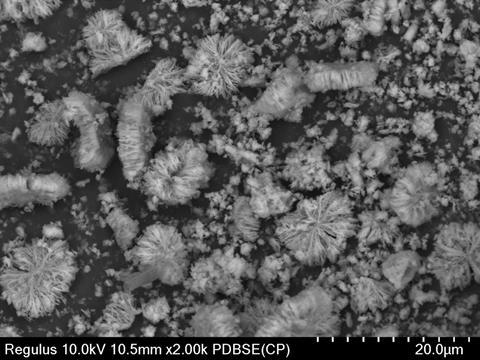 Microscopy image