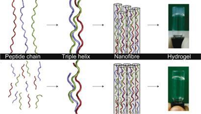 Collagen-mimetic-peptide_NC_410