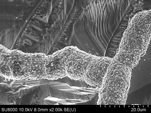 Microscopy image