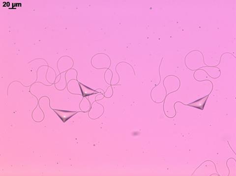 عکس میکروسکوپی از سه شکل نیمه شفاف و مثلثی با الیاف نازک بلند که از دو گوشه مثلث بیرون می آید