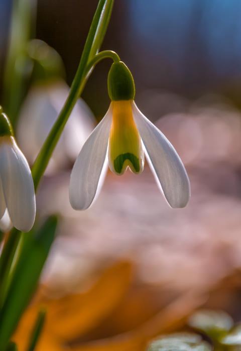 Caucasian snowdrop 