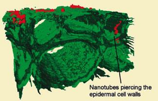 nanotubes-in-plants-325