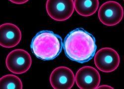 Leukemia-cells_250