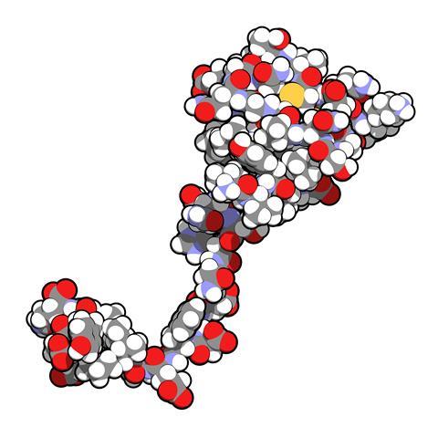 Hirudin protein molecule