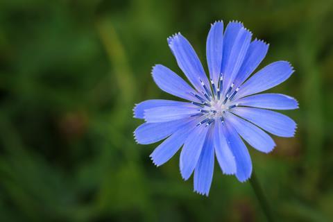 Chicory flower