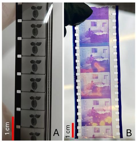 Two side-by side photos of film strips on a lightbox. One strip of a plant is not degraded and the other shows a man sitting in on a sofa in a living room with degraded colours and blotches of orange on the frames.