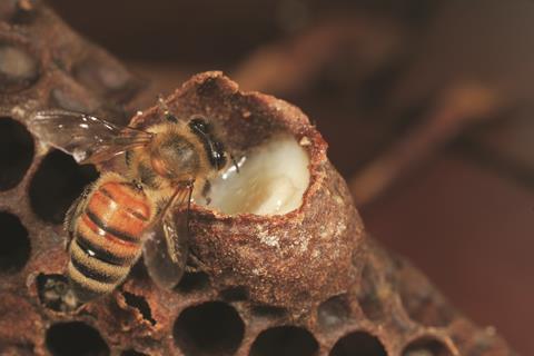 Honey Bee with royal jelly (c0086508)