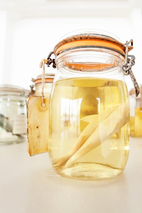 Sea fish specimens preserved in glass jars of formalin