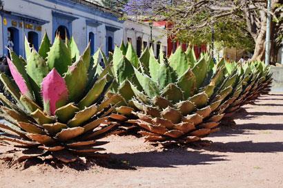 Agave-tequilana_410