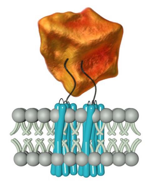 An image showing the interaction of chiral NPs with extracellular chiral chains of EGF-like  domains on cellular AGPCR receptors
