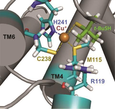 Two active sites with copper can coordinate to thiols