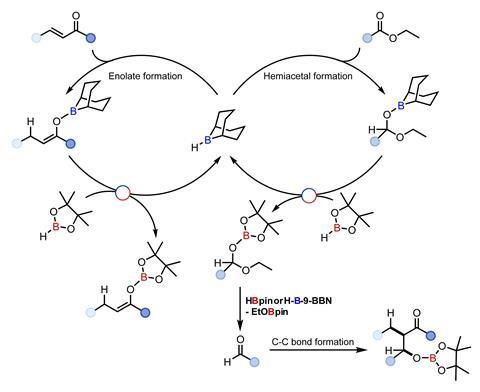 A scheme showing the dual catalytic cycle