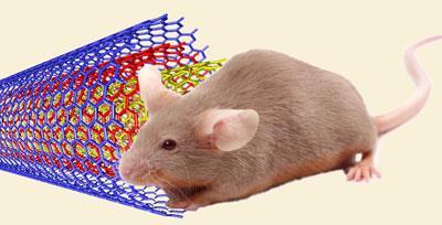 mouse-nanotubes-400
