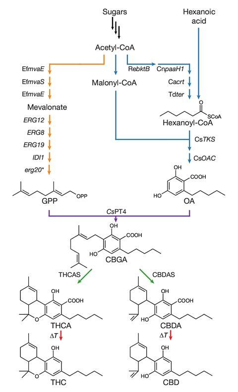 Schematic diagram showing the complete biosynthetic pathway for the synthesis of cannabinoids in S. cerevisiae