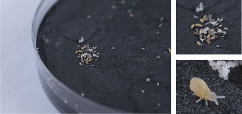 Tiny bugs and eggs in a petri dish