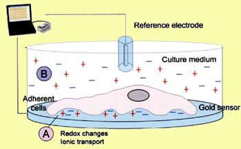 CancerSensor_350