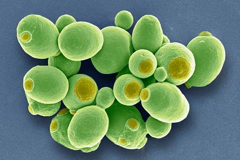 Yeast