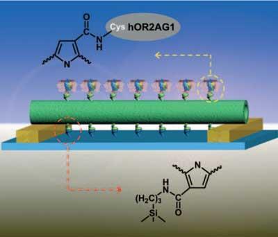 Electronic 'nose' could shed light on sense of smell | News | Chemistry ...