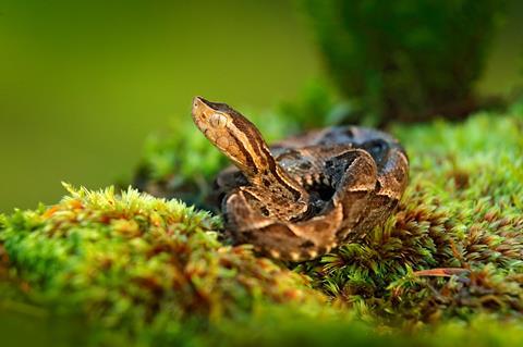 An image showing a lancehead viper