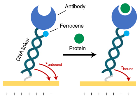 An image showing a protein-binding MP
