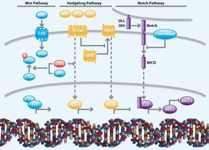 FEATURE_STEM-CELLS_pg58_410