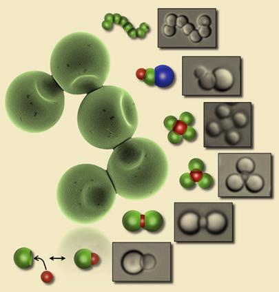 colloid-405