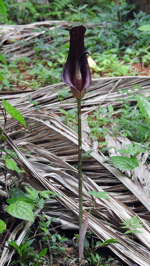 Dead horse arum lily (Helicodiceros muscivorus), Karnataka State, India 