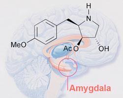 Amygdala-300