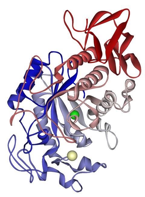 A cartoon representation of the structure of alpha amylase