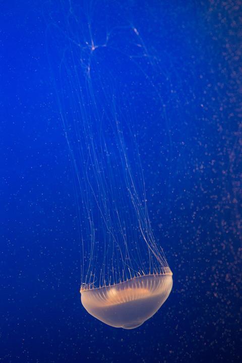 Aequorea victoria - Crystal Jellyfish 