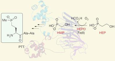 biosynth2-400