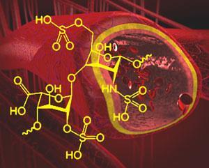 heparin-blood-vessel-300