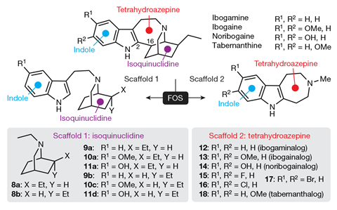 An image showing function-oriented synthesis of ibogalogs