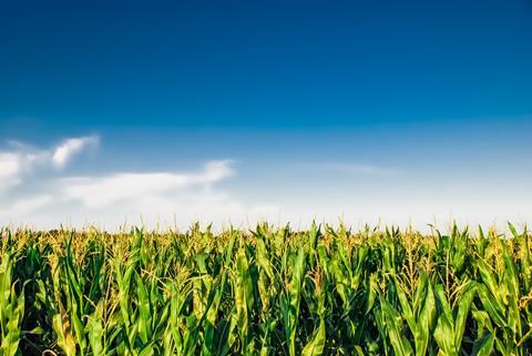 Corn field on a clear day