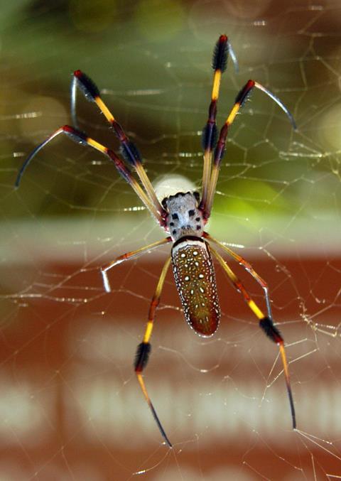 Female Banana spider (Nephila clavipes) from Bulow Creek State Park, Florida.