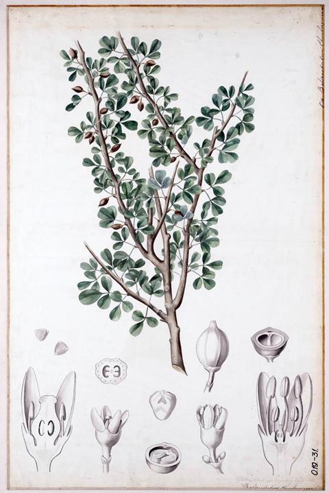Commiphora gileadensis, botanical illustration