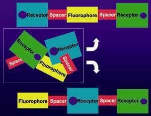 fluorophore