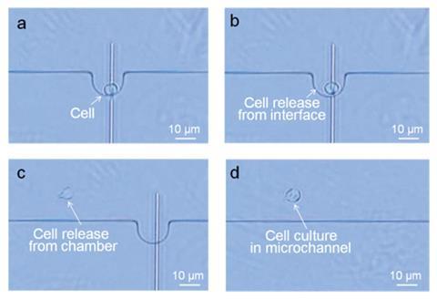 Cell viability during lipid fusion