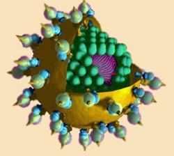 hep-c-virus-250