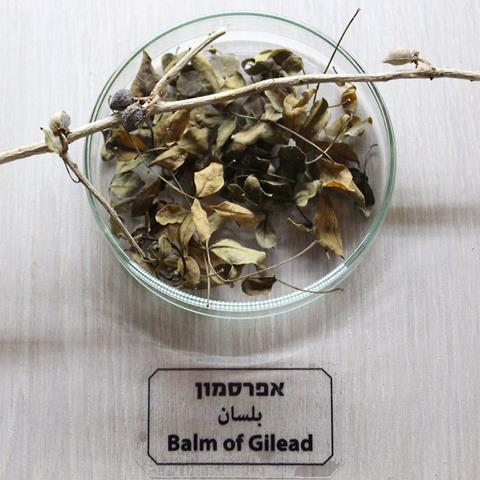 Dried twigs and leaves of the plant Commiphora gileadensis, source of Balm of Gilead