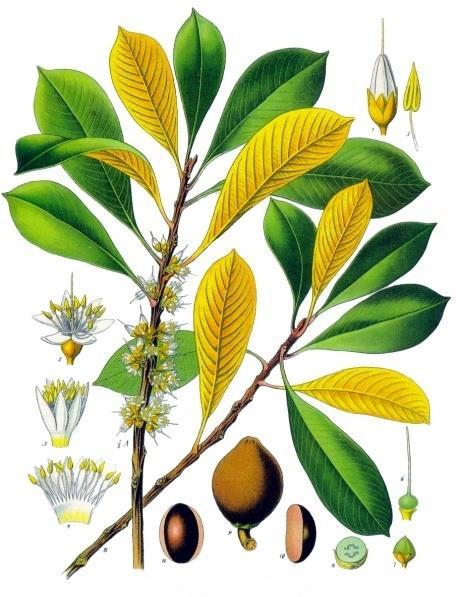 Illustration of Palaquium gutta leaves, branches, flowers and seeds