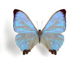 morpho-sulkowskyi_shutterstock_250