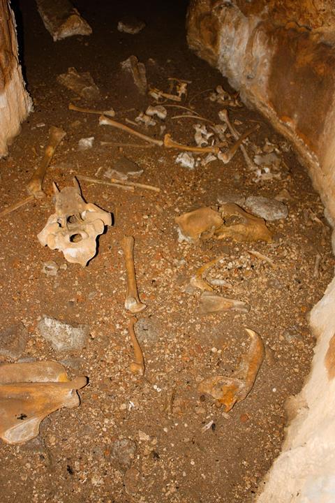 A photograph of the cave floor where the bears' bones were discovered