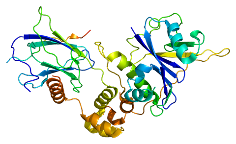 Structure of the VHL protein